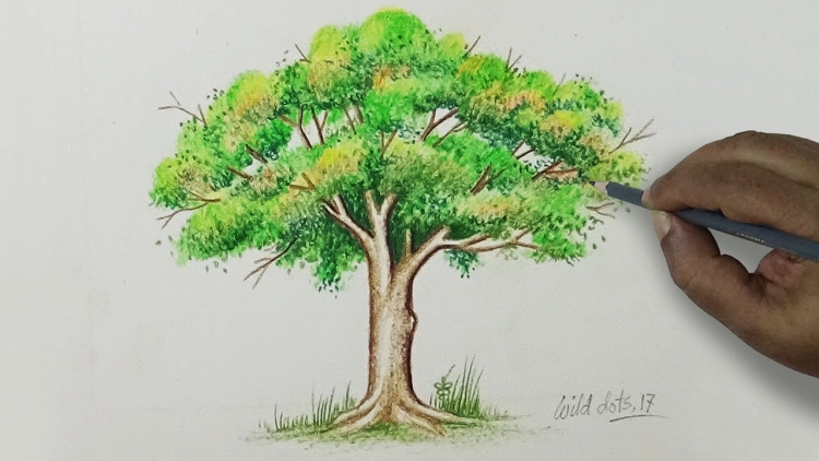 Как нарисовать дерево цветными карандашами