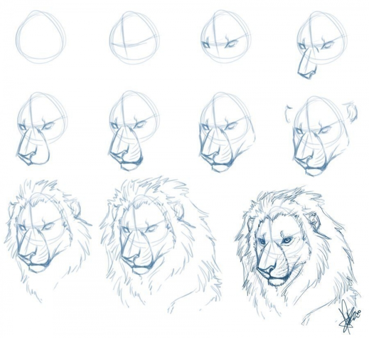Как нарисовать льва пошагово