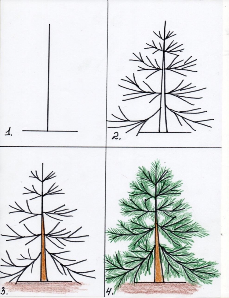 Как нарисовать хвойное дерево
