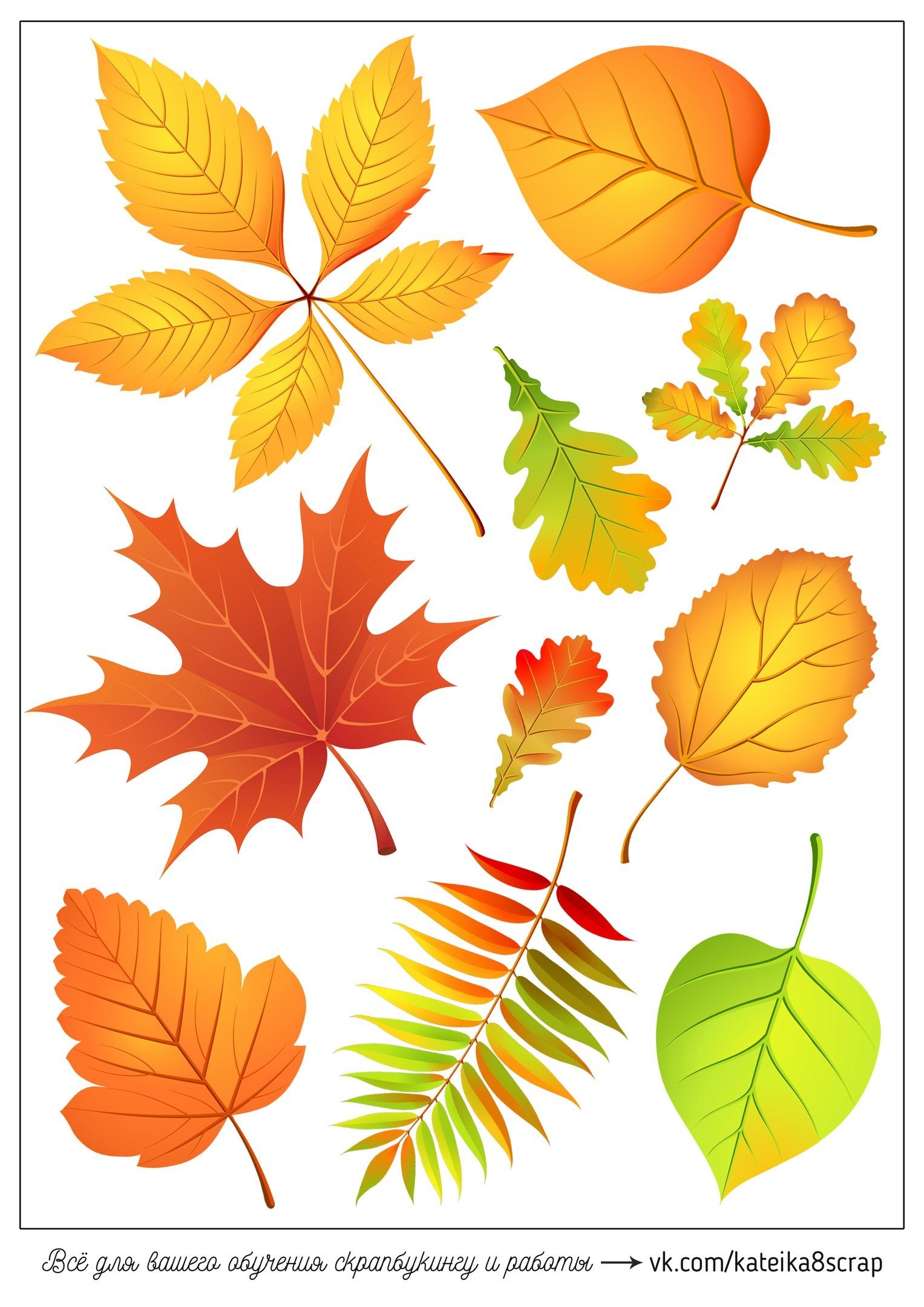 разноцветные листья картинки для детей