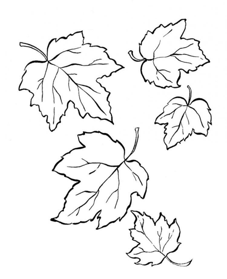 Осенние листья картинки трафареты