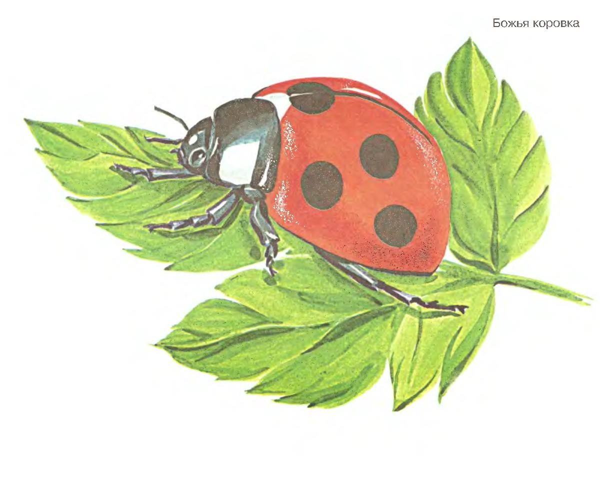 Картинки насекомых для детей цветные. Насекомые картинки для детей. Иллюстрации насекомых для детского сада. Божья коровка для детского сада. Изображение насекомых для детей.