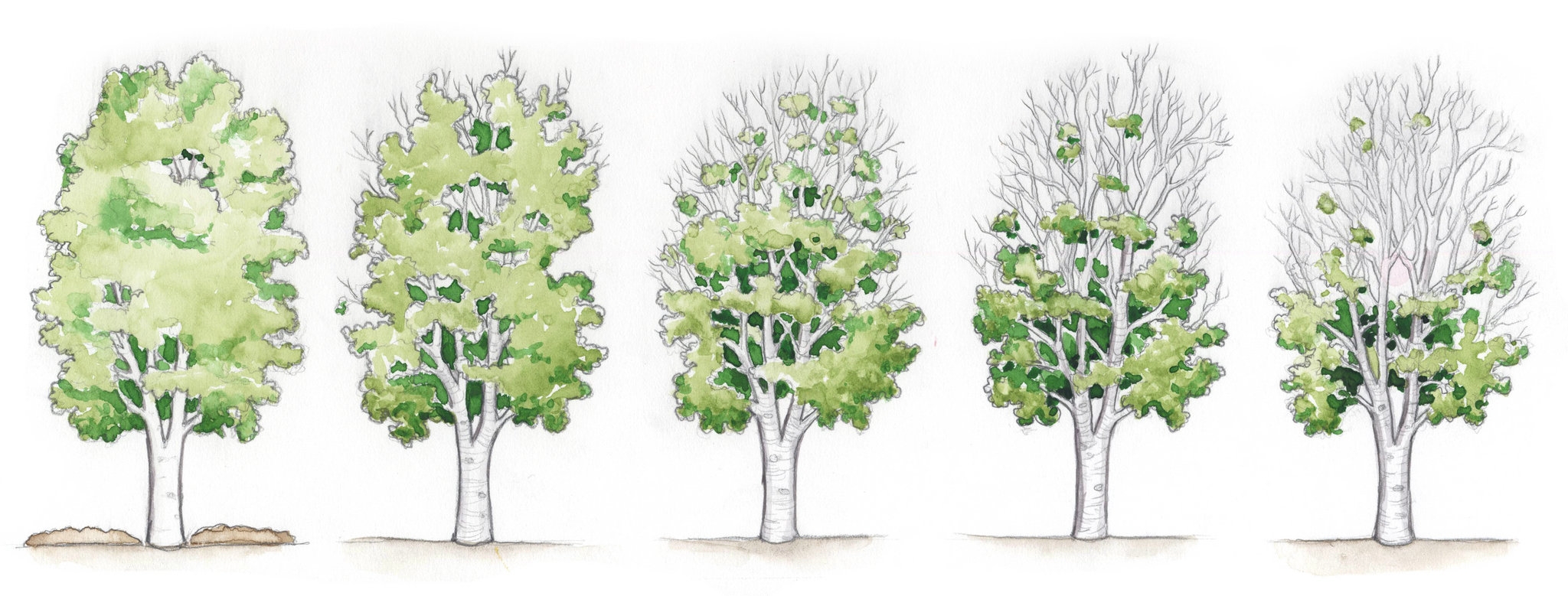 Две группы деревьев. Береза рисунок. Дерево группа березы. Береза в Разное время года. Рисование берёза в Разное время года.