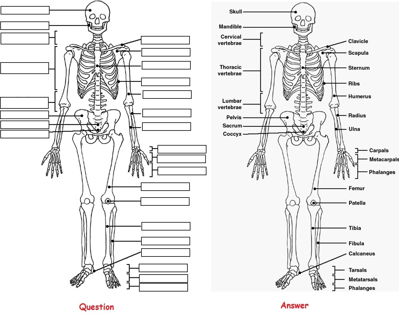 Задания по скелету. Человеческий скелет. Строение скелета человека. Скелет человека рисунок. Скелет человека строение для детей.