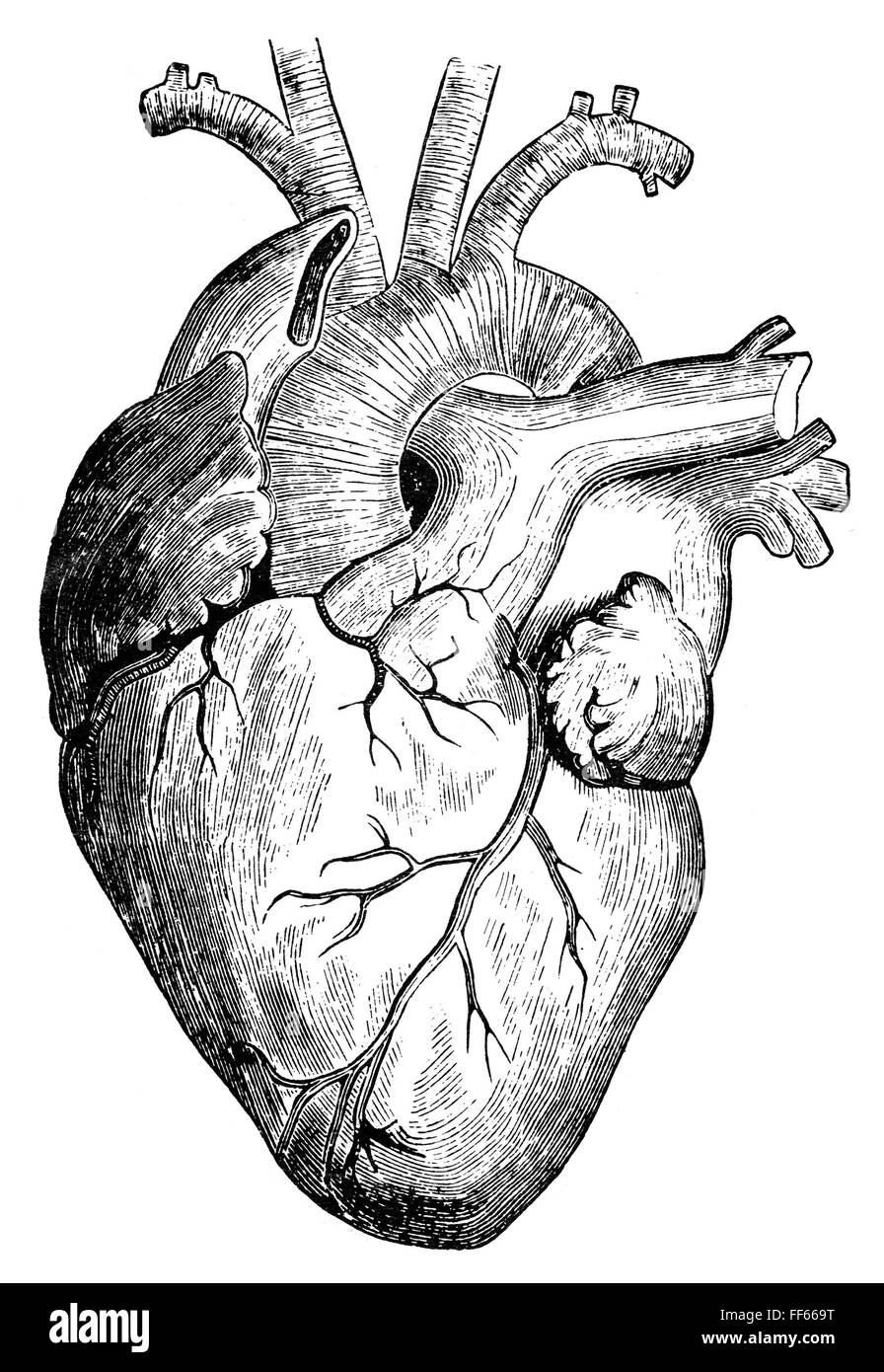 Орган сердце человека рисунок. Анатомическое сердце человека. Серце человека черо белое.