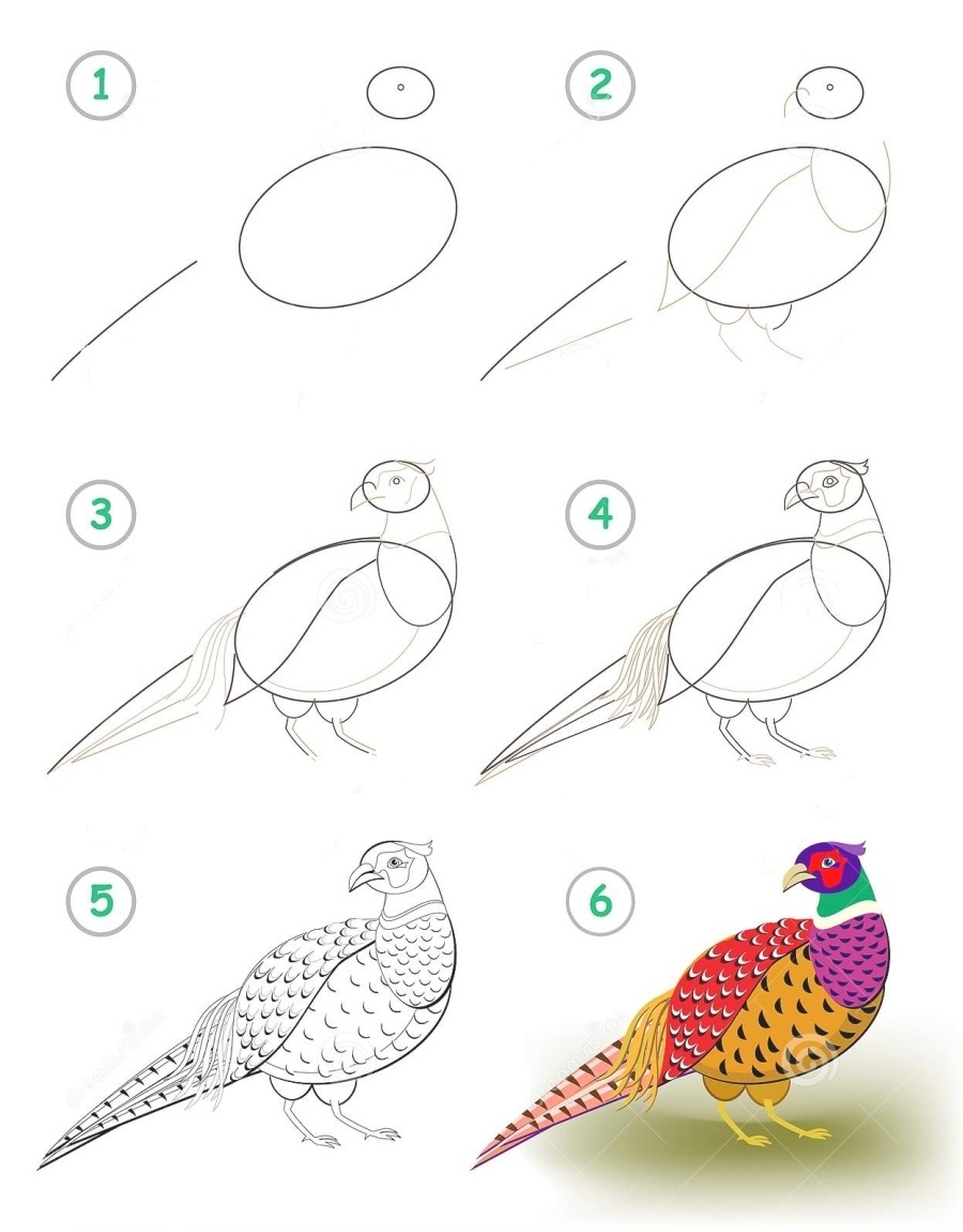Поэтапные уроки рисования птиц для детей