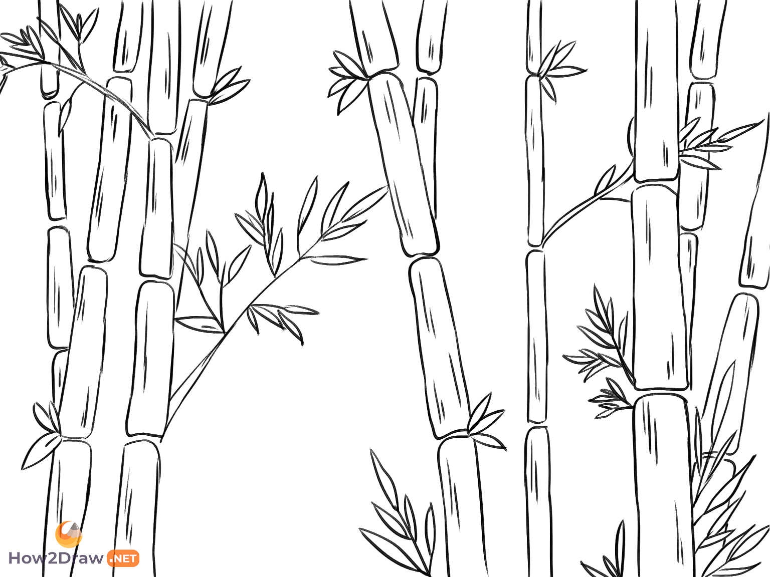 раскраска Бамбуковые растения раскраски