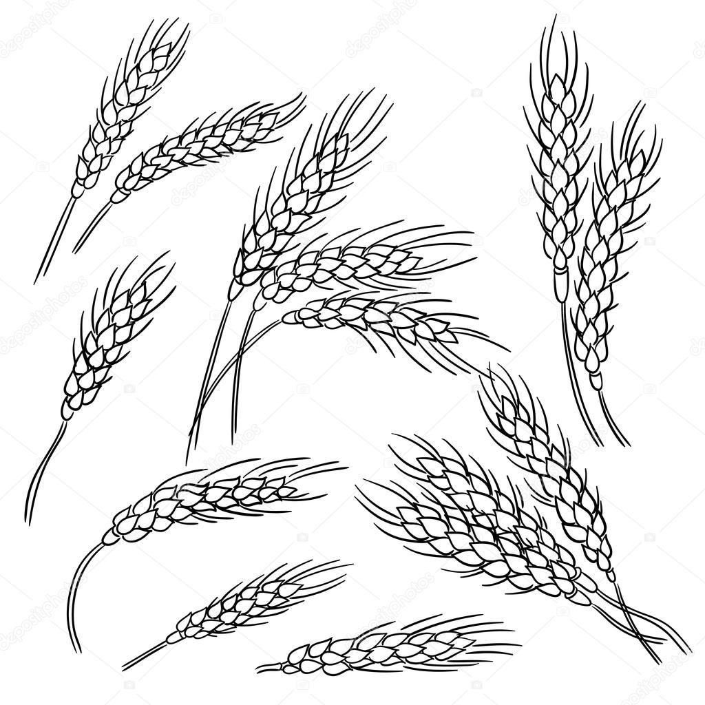 Как нарисовать пшеницу и колосья поэтапно: Уроки рисования для начинающих