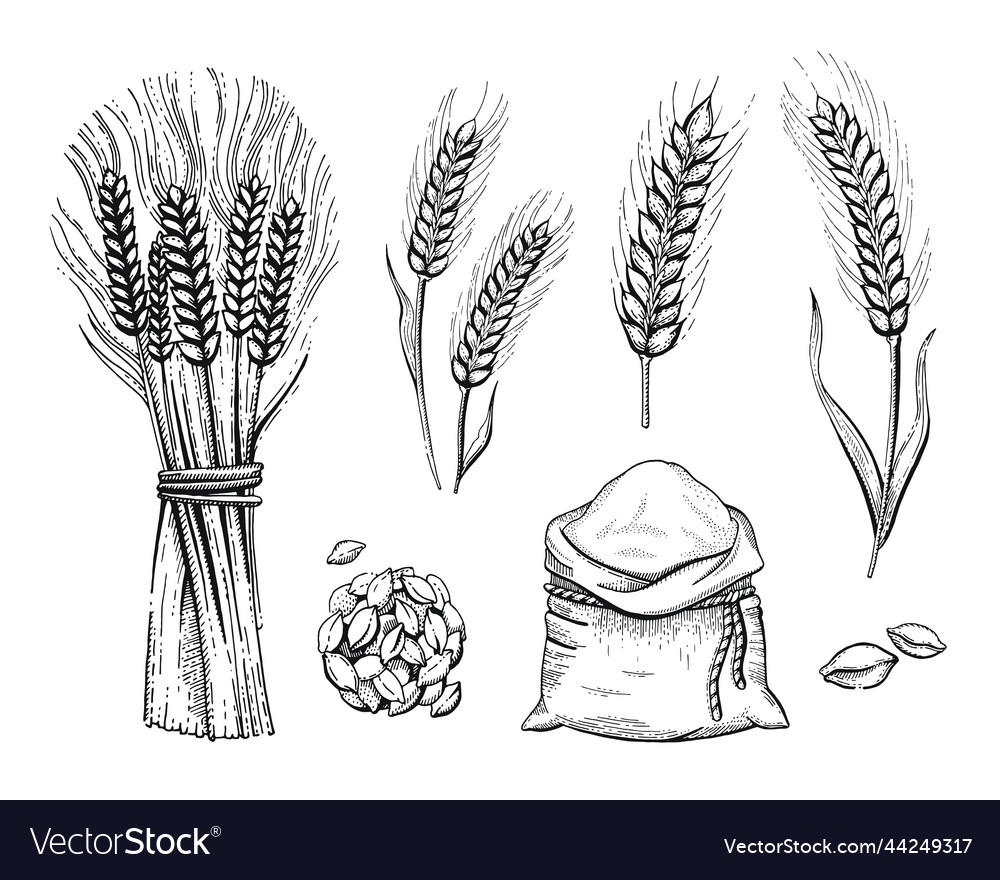 Как нарисовать пшеницу карандашом поэтапно ✏