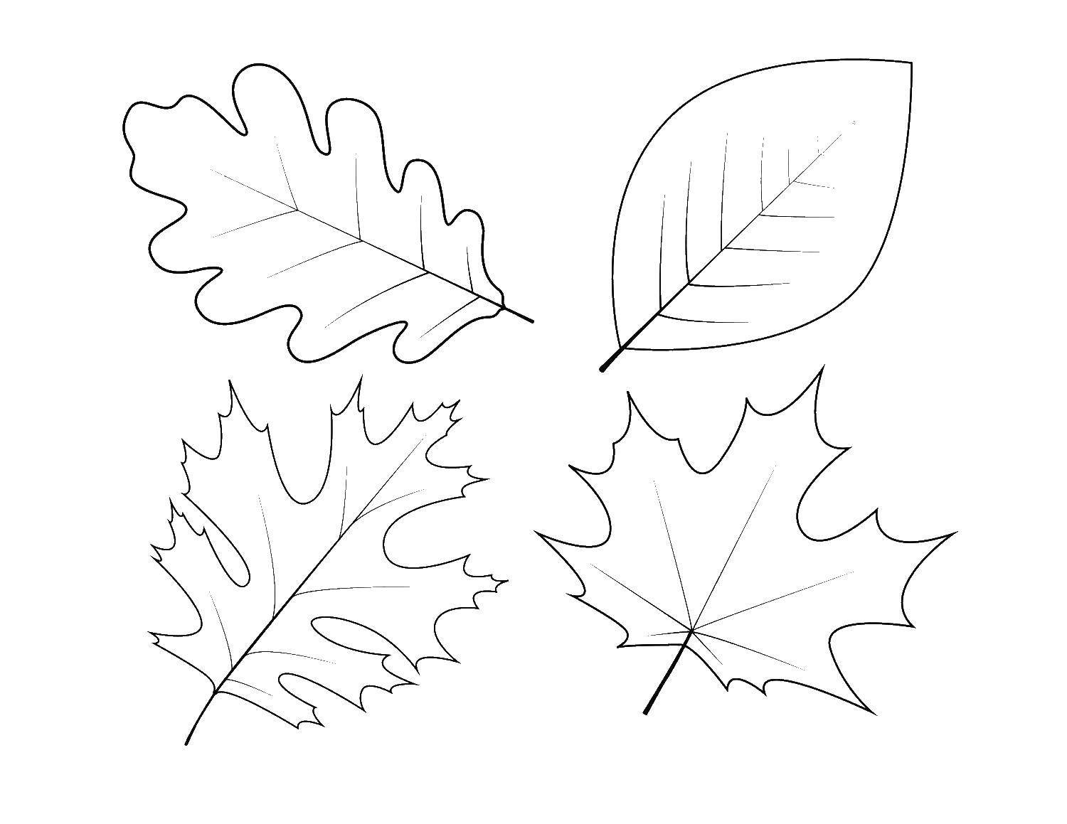 Рисунки листьев разных деревьев шаблоны - 61 фото