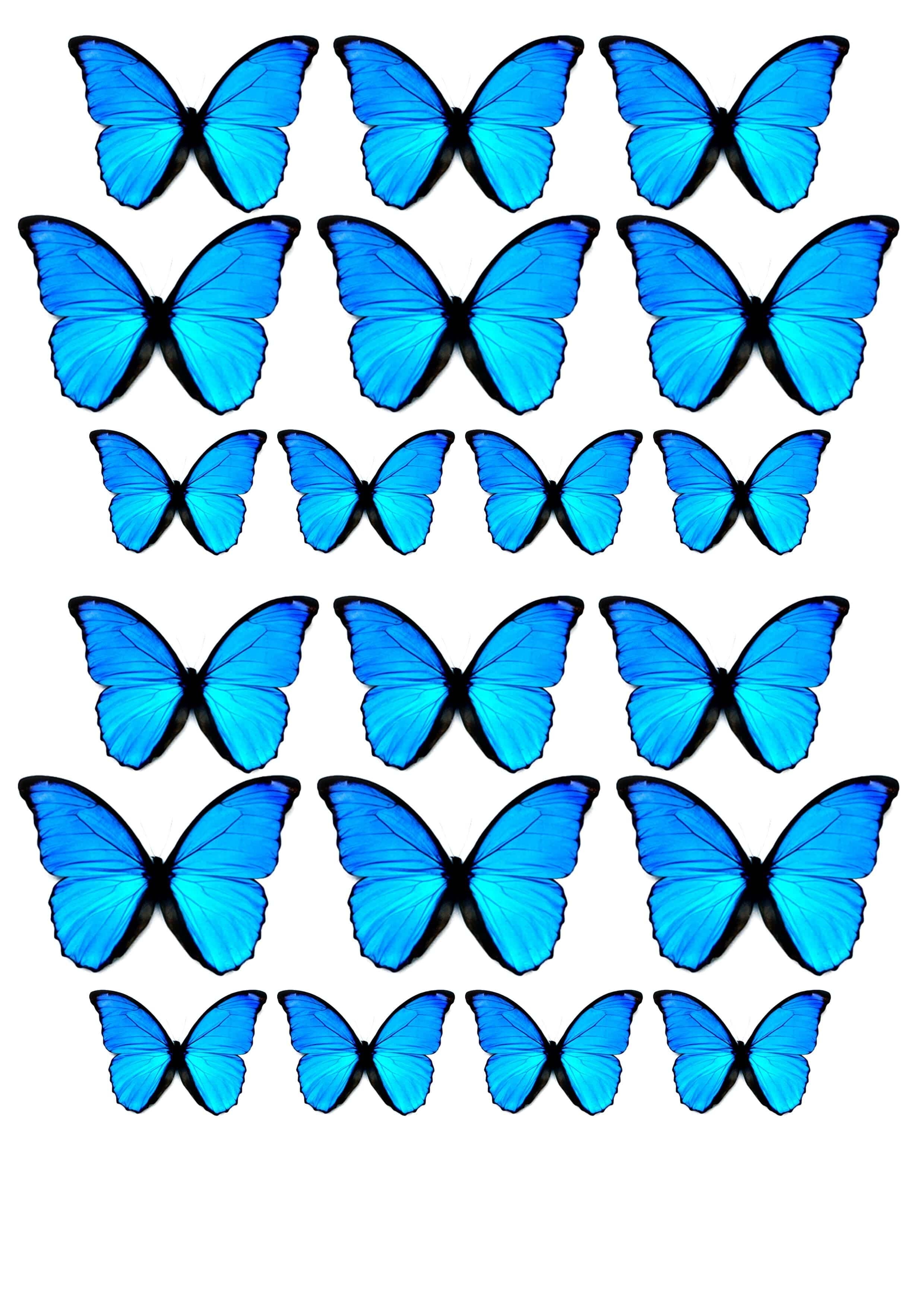 Шаблон бабочки: векторные изображения и иллюстрации, которые можно скачать бесплатно | Freepik