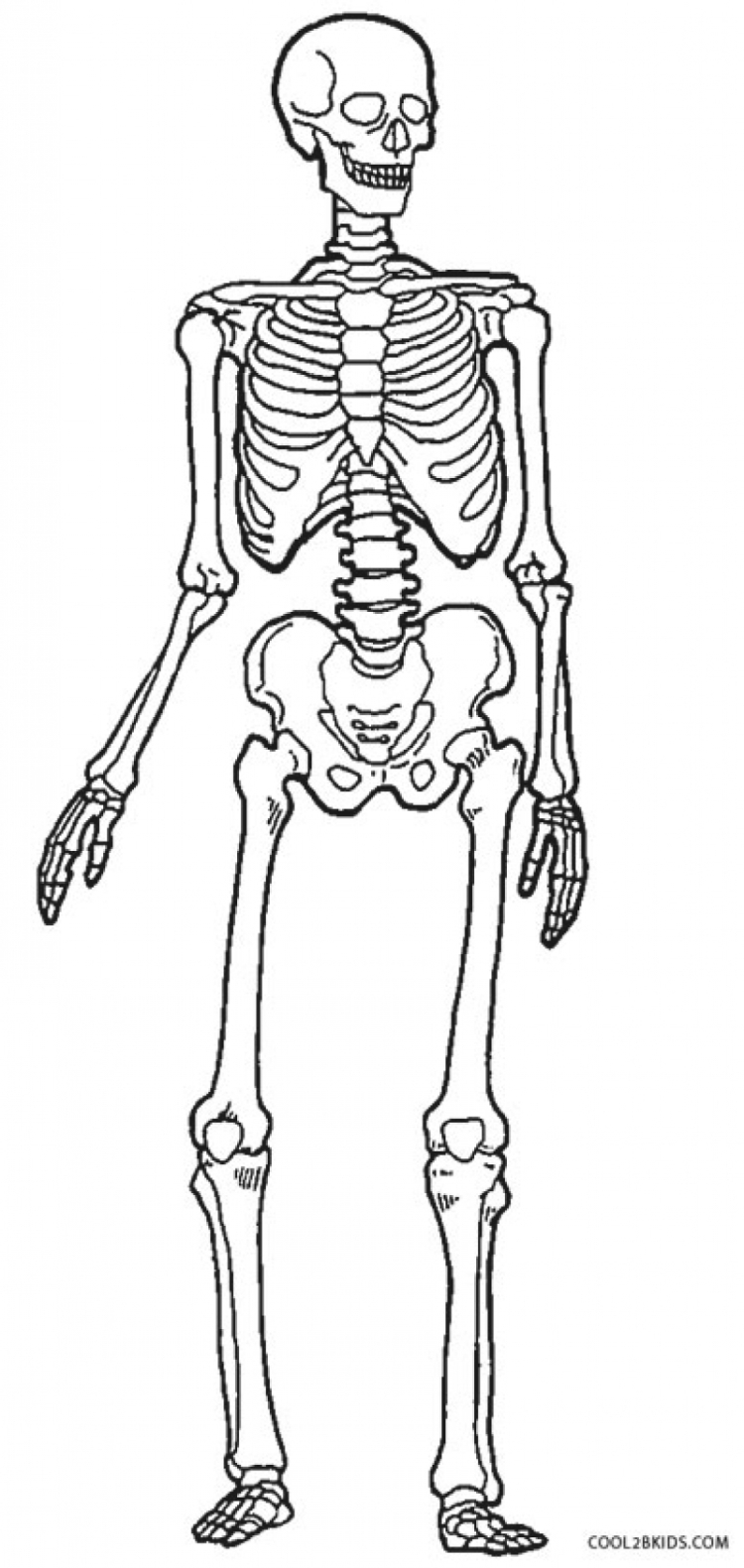 Скелет человека рисунок для детей