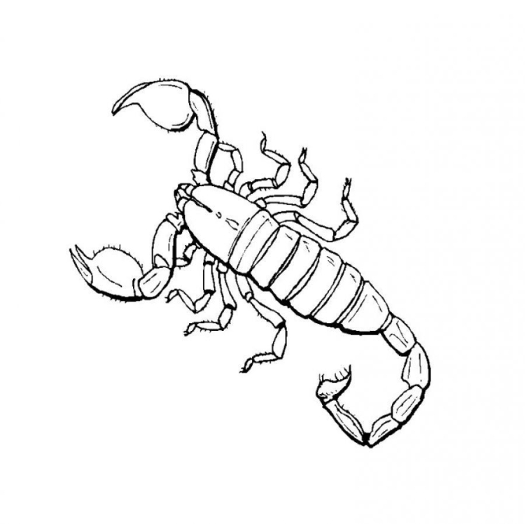 Скорпион рисунок для детей