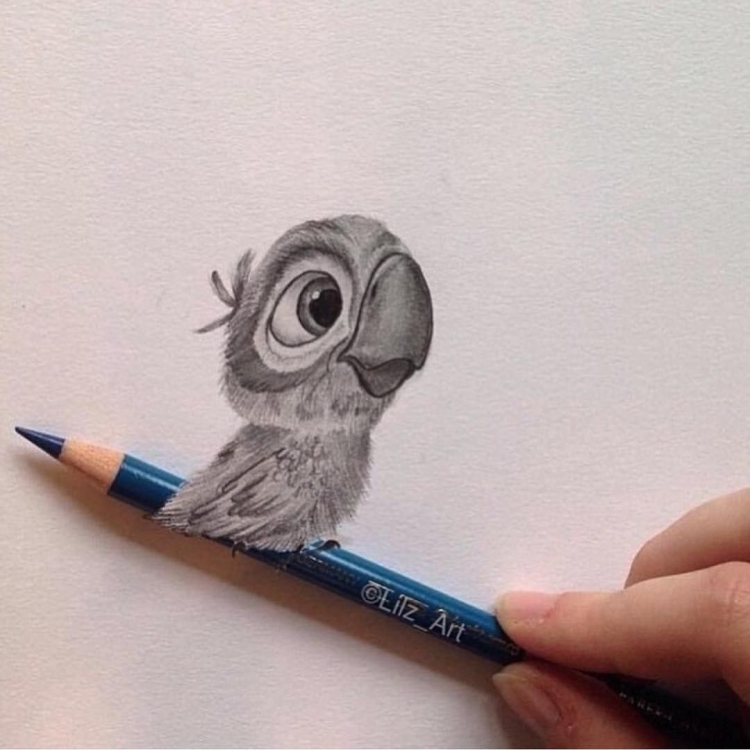 Попугай рисунок карандашом