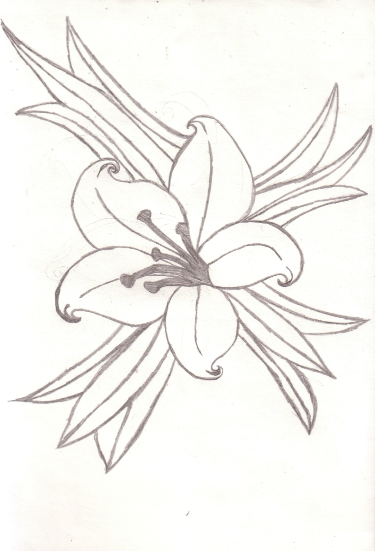 Рисунок лилия карандашом