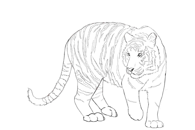 Рисунок амурского тигра карандашом