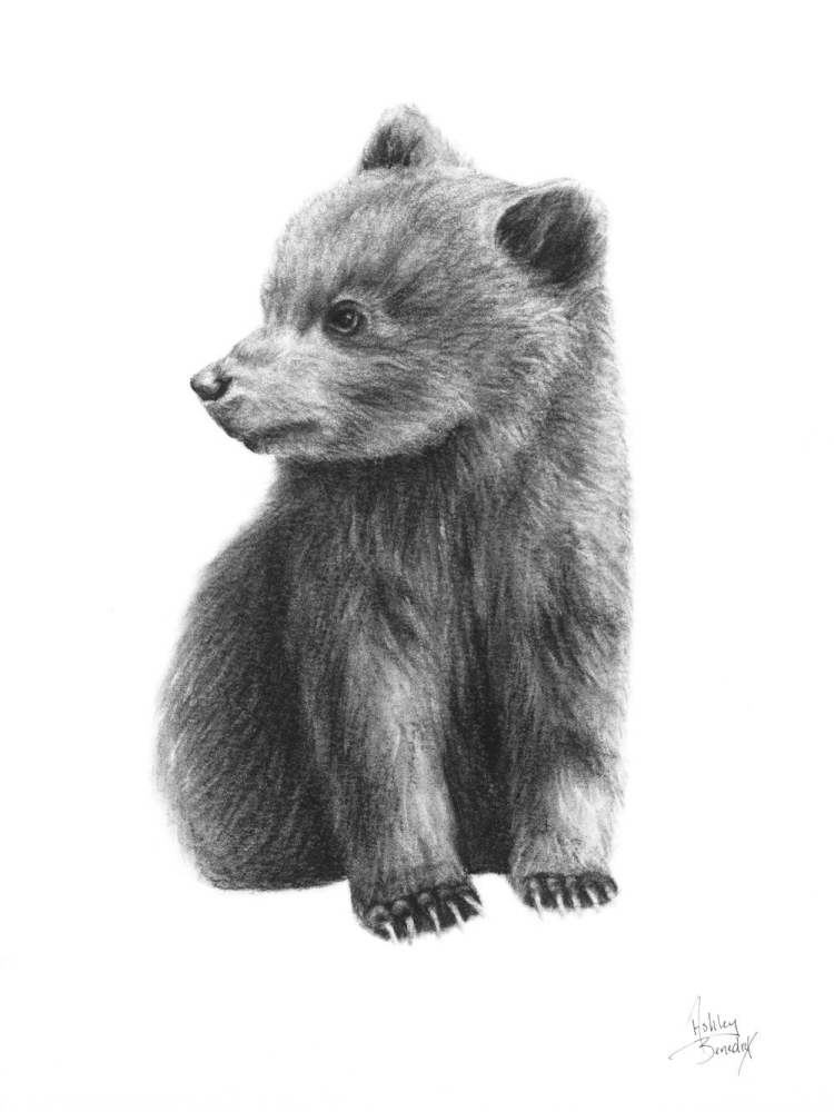 Рисунок карандашом бурый медведь