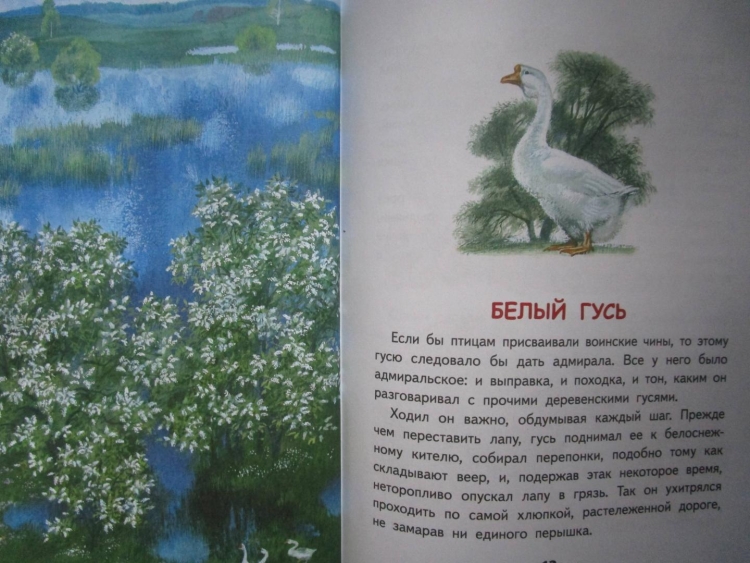 Рассказ белый Гусь Носов