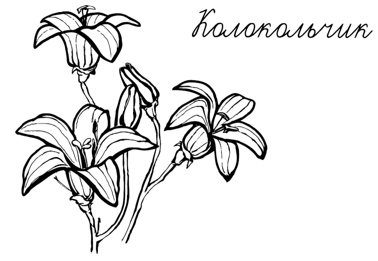 Колокольчик синий рисунок