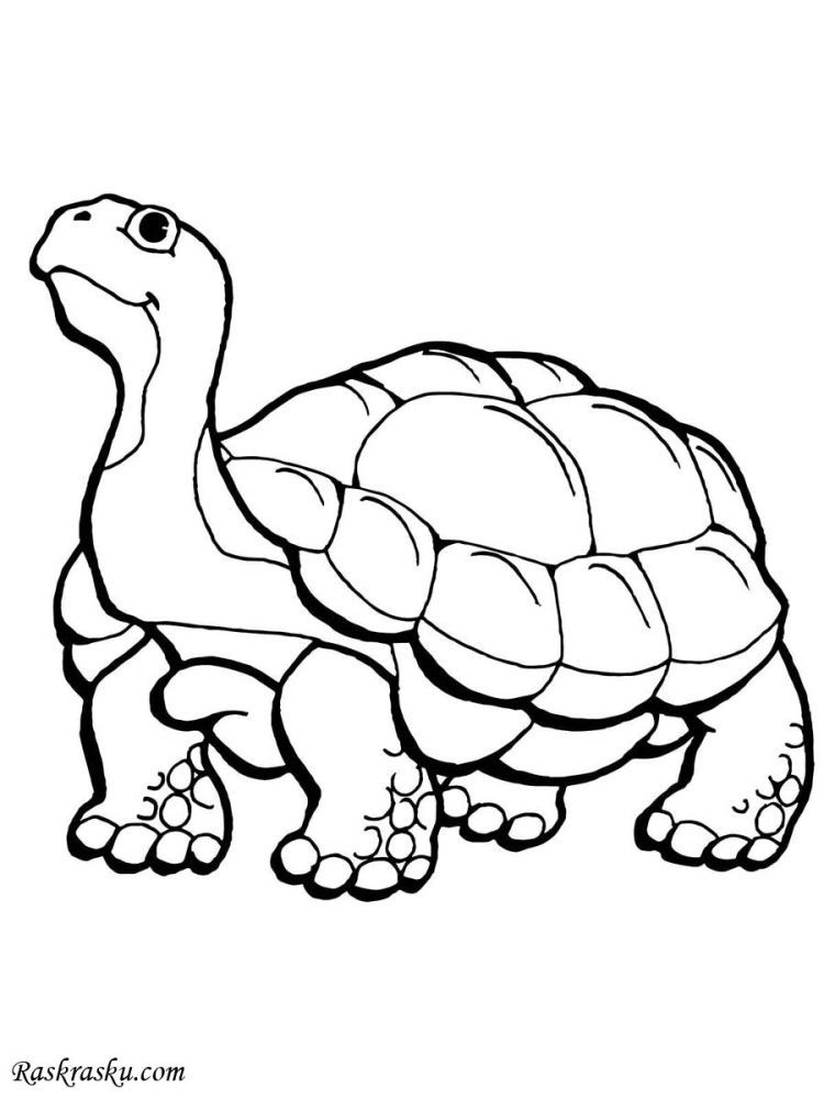 Раскраска Морская черепаха – Развивающие иллюстрации