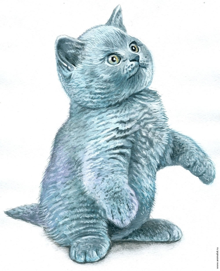 Рисунок кот вислоухий карандашом