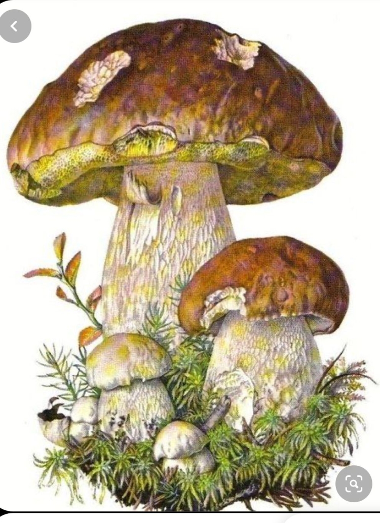 Белый гриб иллюстрация