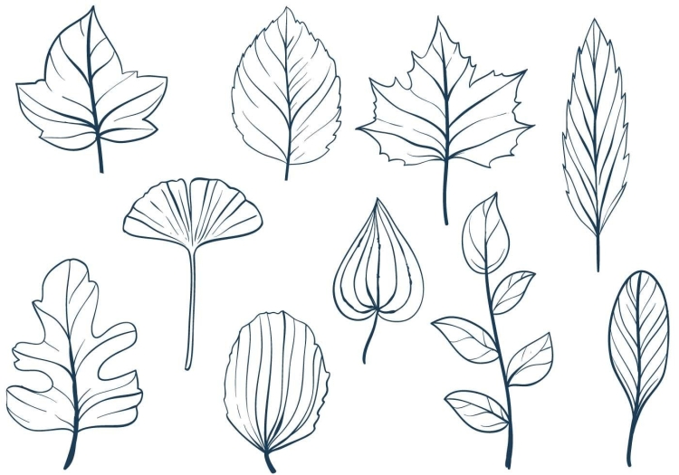 Рисунки листьев разных деревьев шаблоны