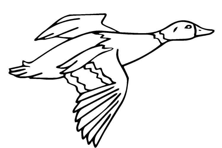 Перелетные птицы рисунки для детей