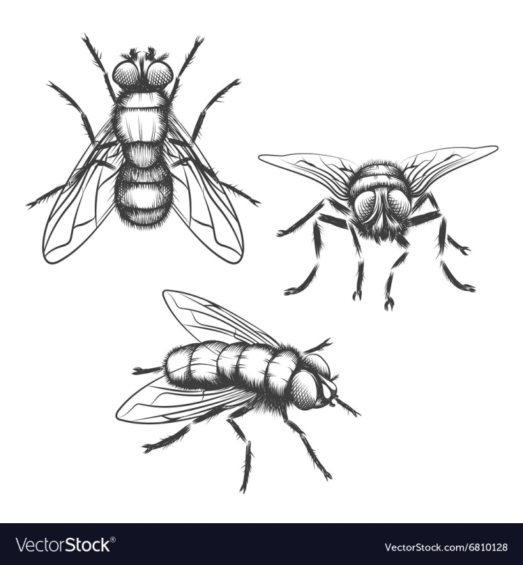 Иллюстрация муха
