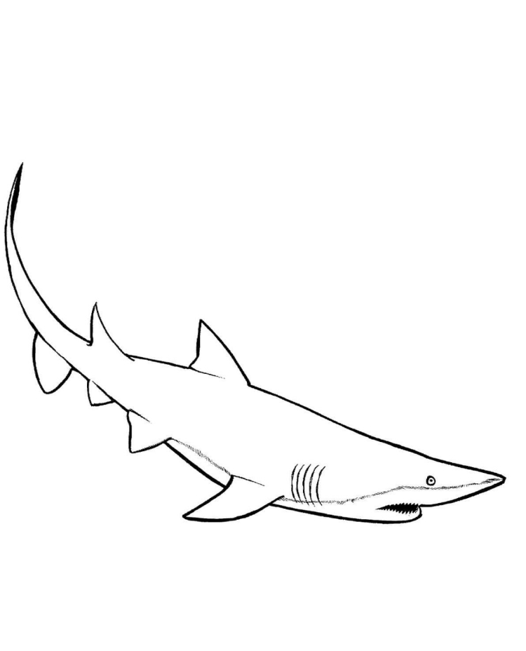 Трафарет акула