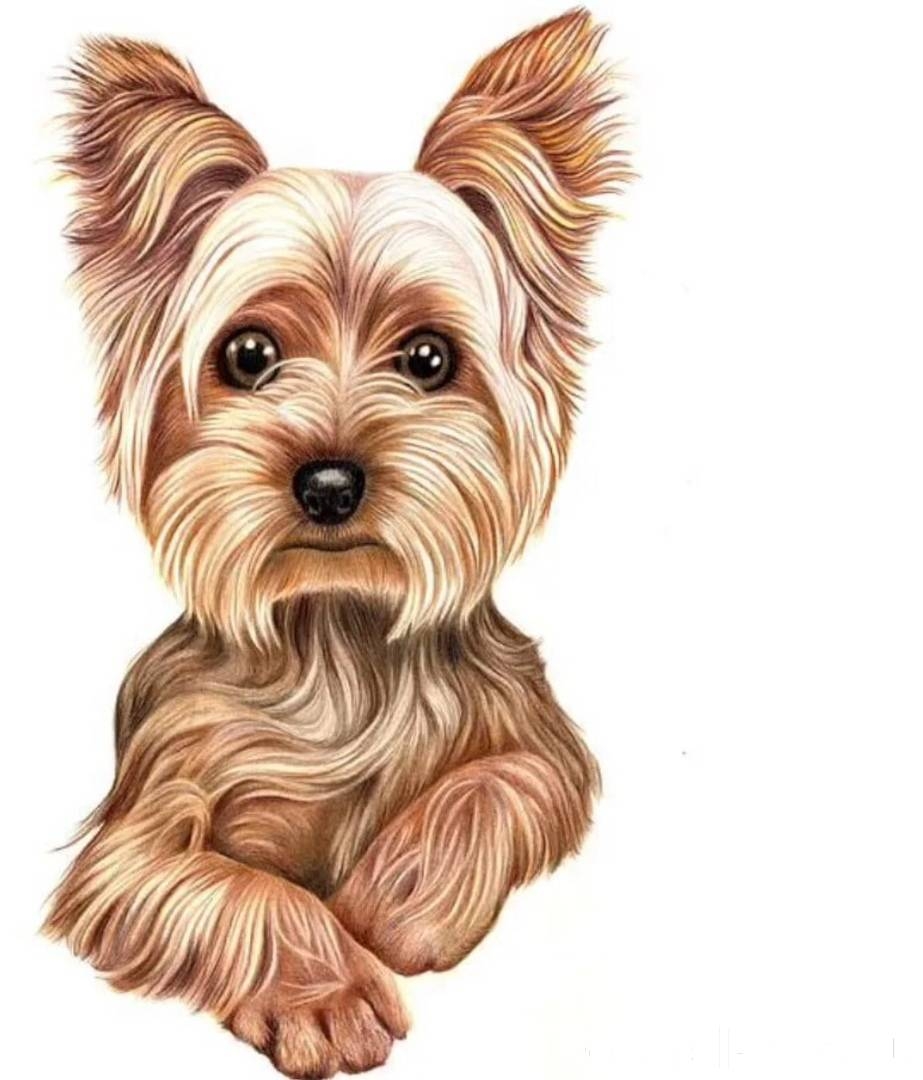 Как нарисовать йоркширского терьера карандашом 3 | Собака рисунки, Рисунки, Художественные рисунки