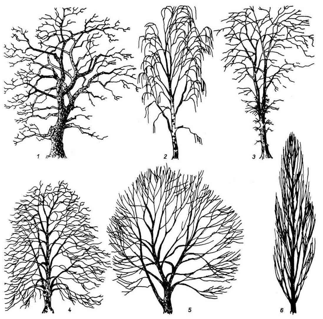 Идеи для срисовки дерево тополь (90 фото)