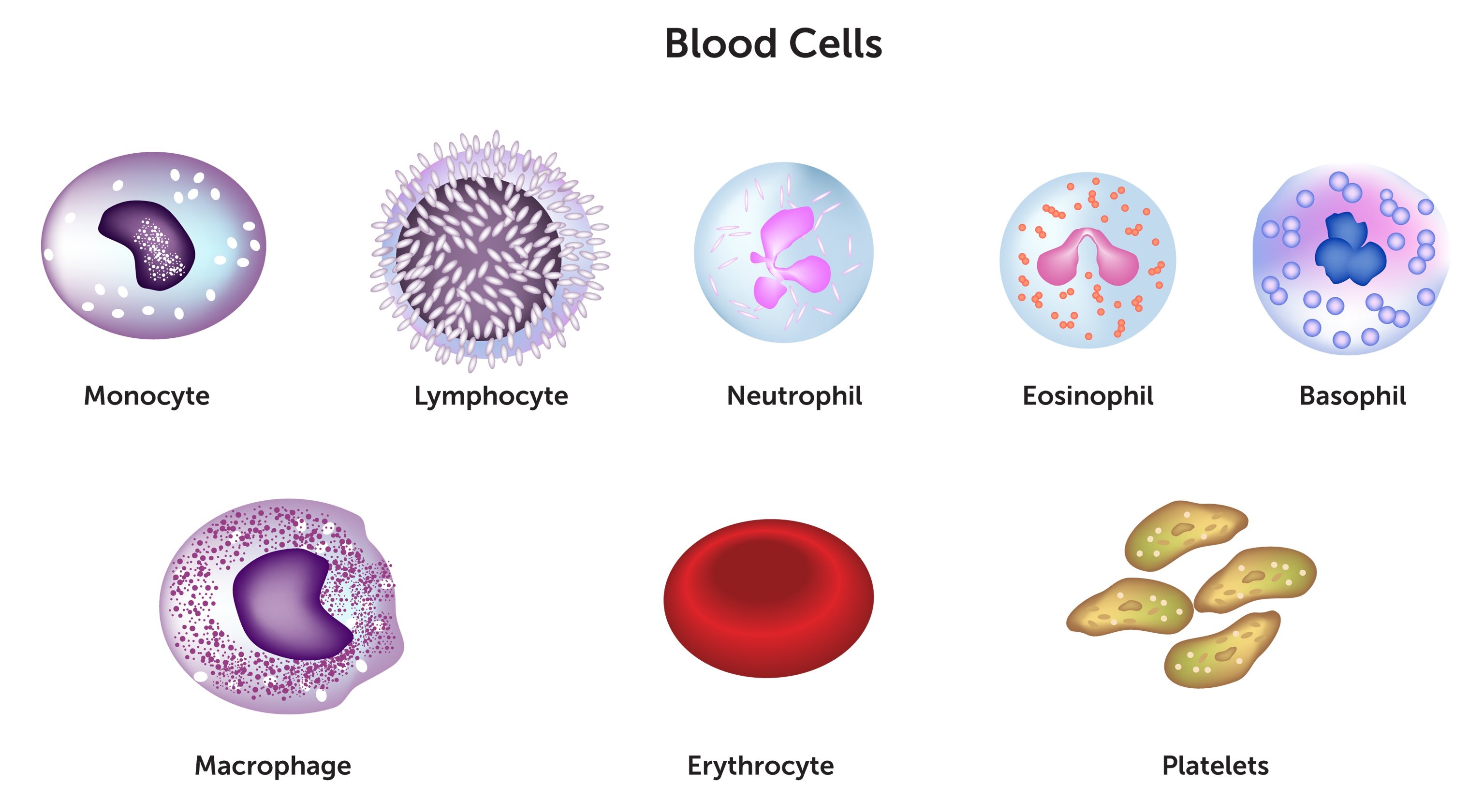 Элементы белой крови. Клетки крови эритроциты лейкоциты тромбоциты рисунок. Как выглядят лейкоциты под микроскопом. Клетки лейкоцитов под микроскопом. Клетки крови эритроциты и лимфоциты.