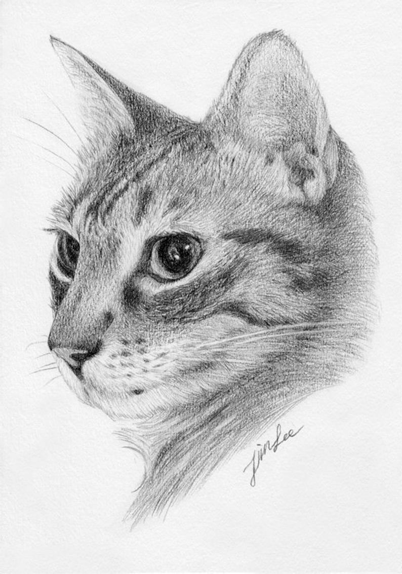 Pencil cats. Кошка карандашом. Кошка рисунок карандашом. Нарисовать кошку карандашом. Портрет кошки карандашом.