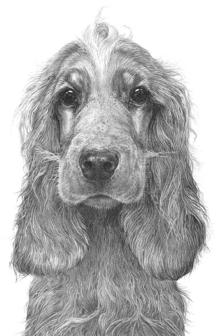 Рисунки собак простым карандашом