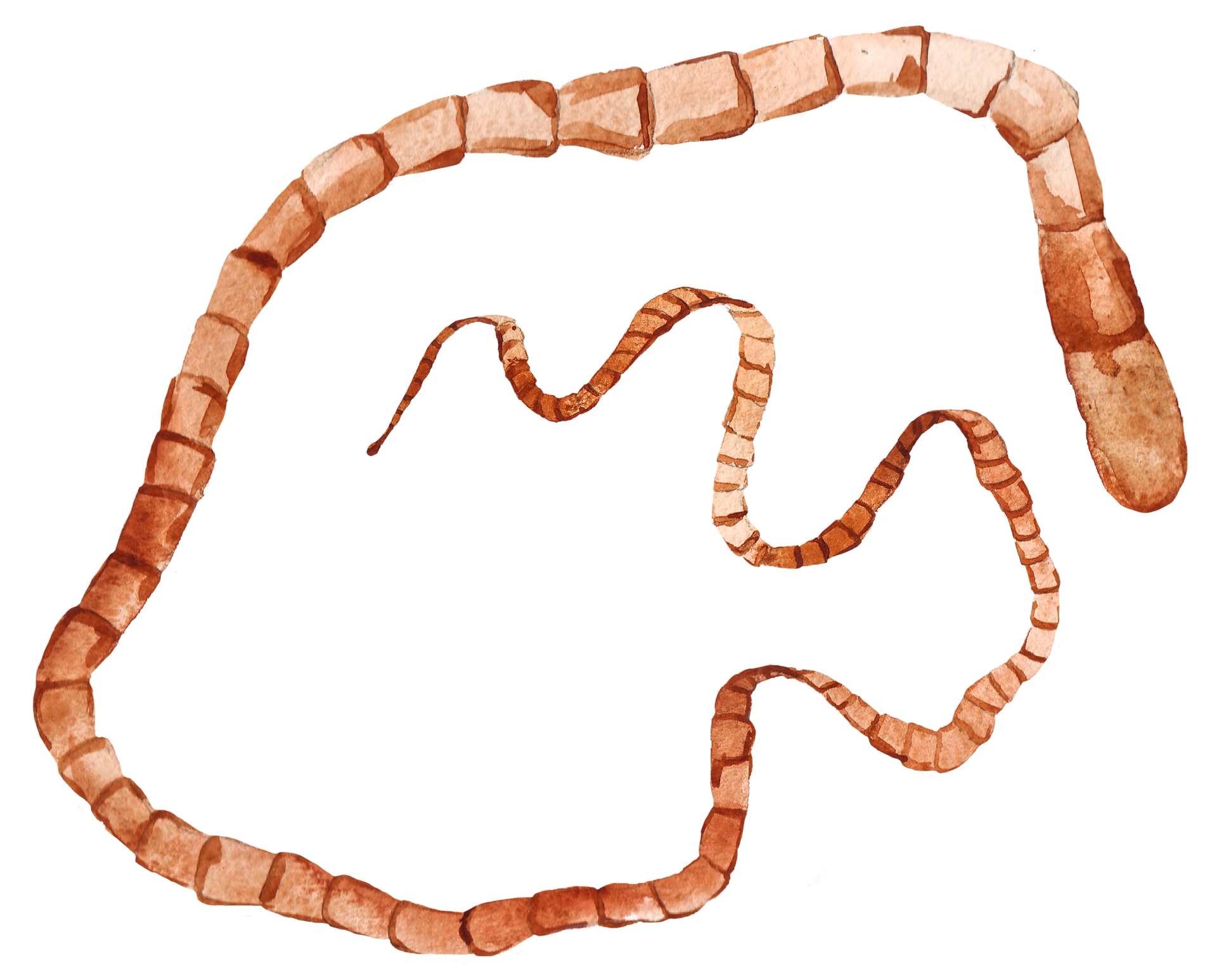 Лентовидный червь. Ленточные черви паразиты. Ленточный червь ремнец.