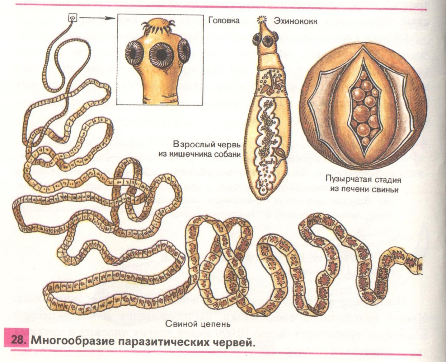 Ленточные и плоские черви. Черви паразиты бычий цепень. Ленточные черви цепень. Строение ленточных червей паразитов. Паразитические ленточные черви строение.