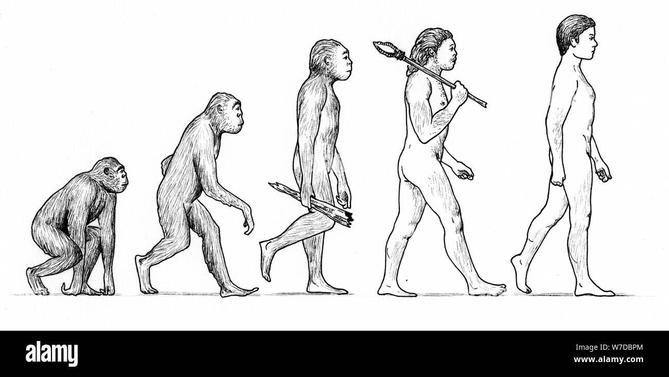 Развитие прогресс эволюция. Эволюция человека рисунок. Эволюция человека от обезьяны. Эволюция обезьяны в человека. Австралопитек питекантроп неандерталец.