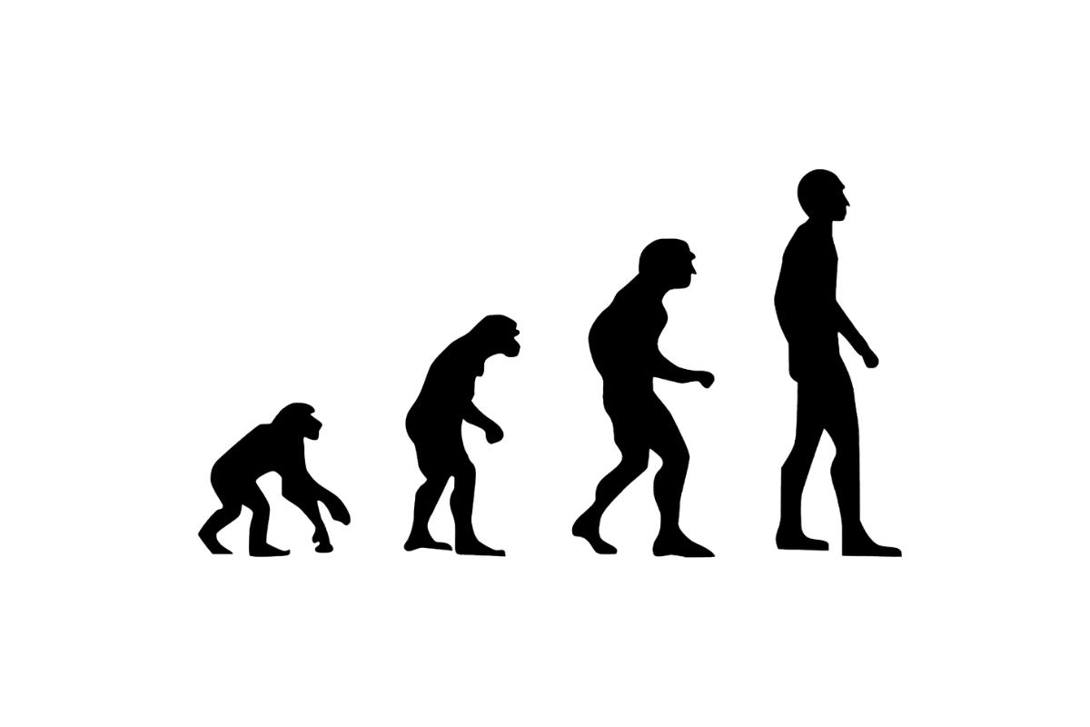 Эволюция видна. Эволюция силуэт. Эволюция человека. Эволюция от обезьяны. Картина эволюции человека.
