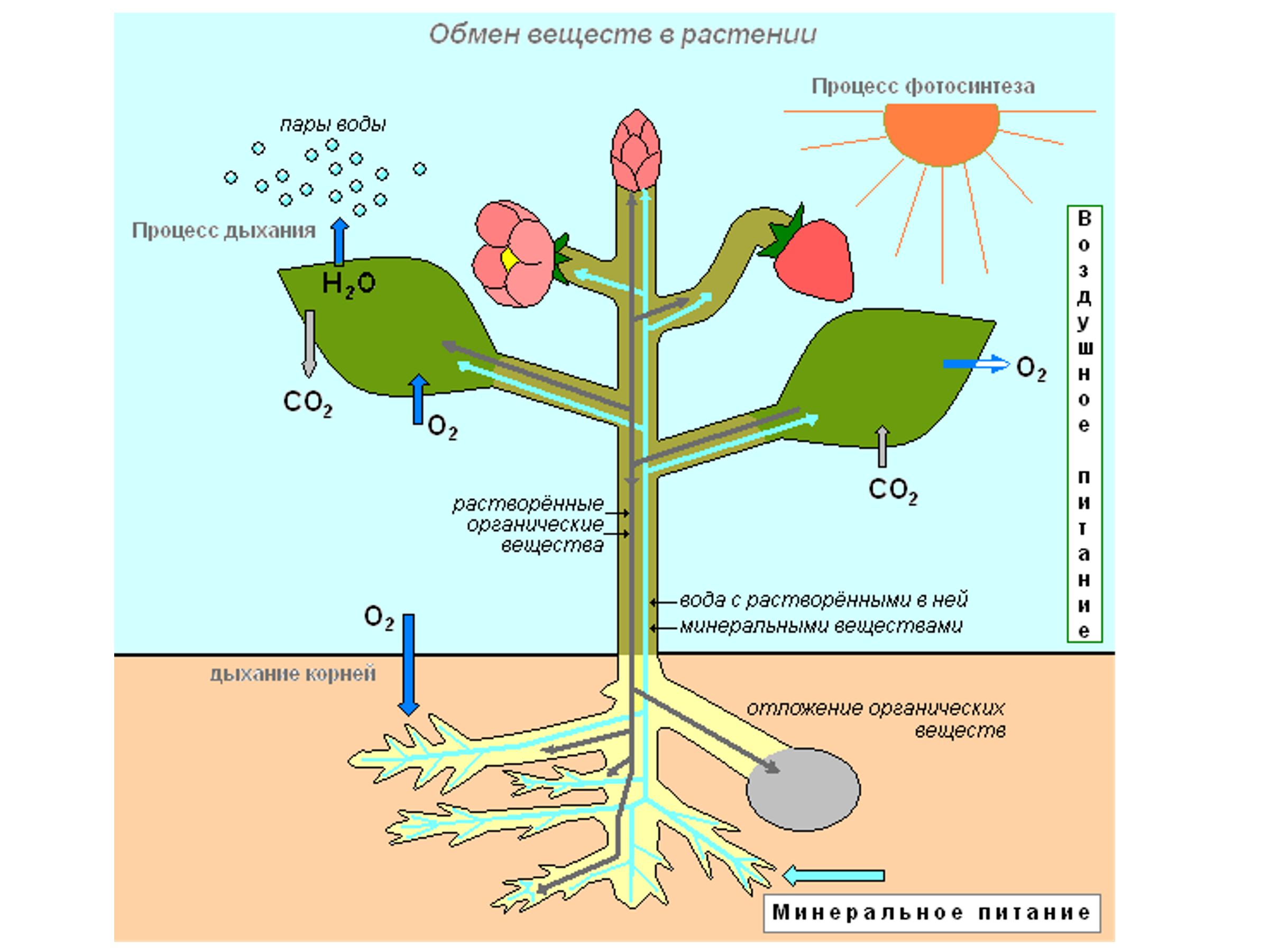 Растения обеспечивают жизнь другим потому что. Схема обмена веществ у растений. Фотосинтез схемы физиология растений. Схема фотосинтеза у растений. Процесс фотосинтеза у растений схема.