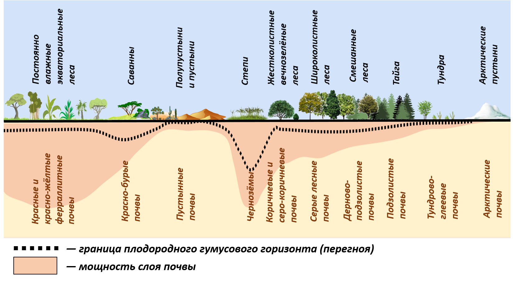 Почвы природных зон. Распределение почв по природным зонам. Зональное распределение почв. Основные зональные типы почв России.