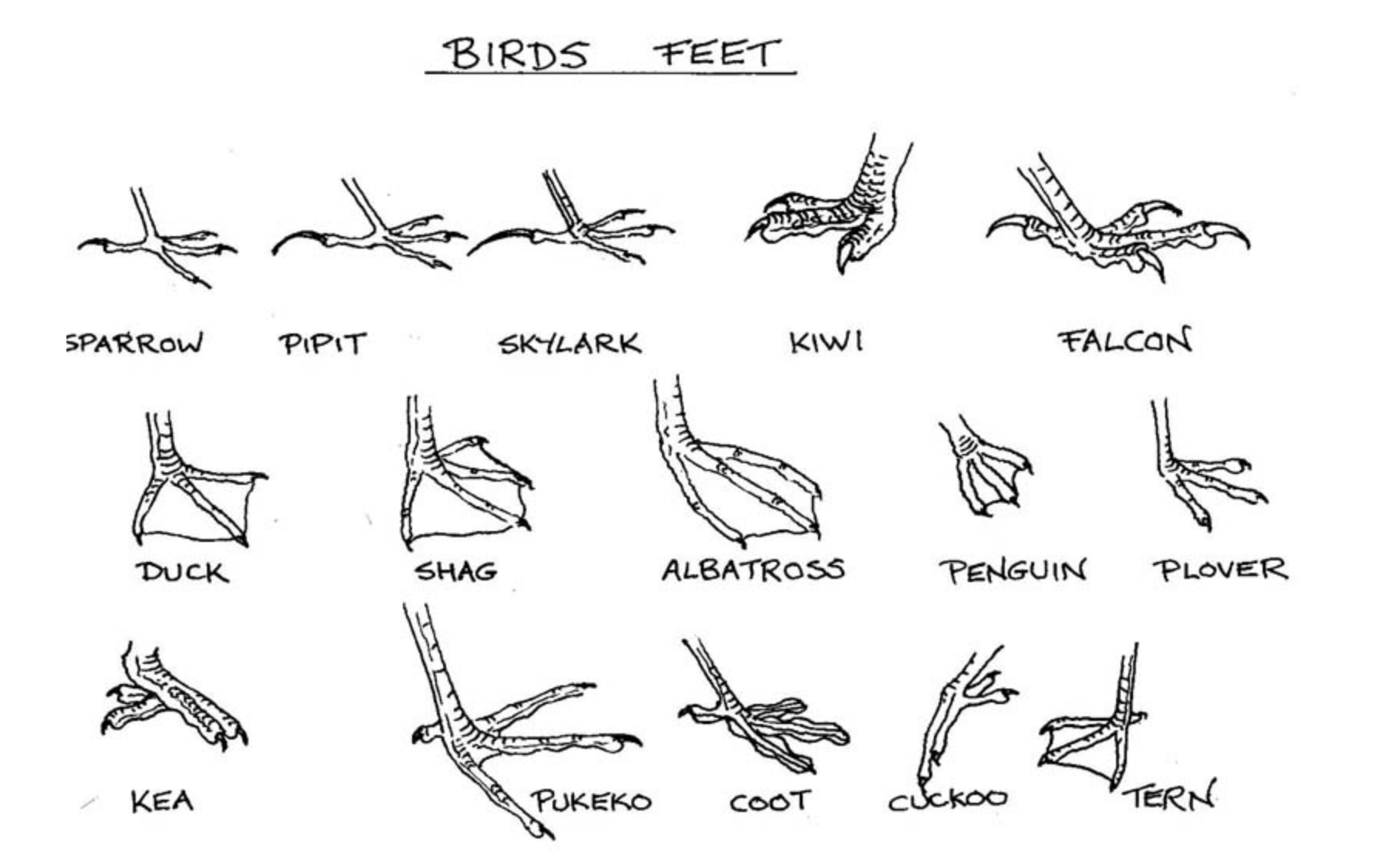Звуки птицы тутор. Лапы птиц. Ноги птиц. Изображение лап птиц. У птиц ноги и лапы.