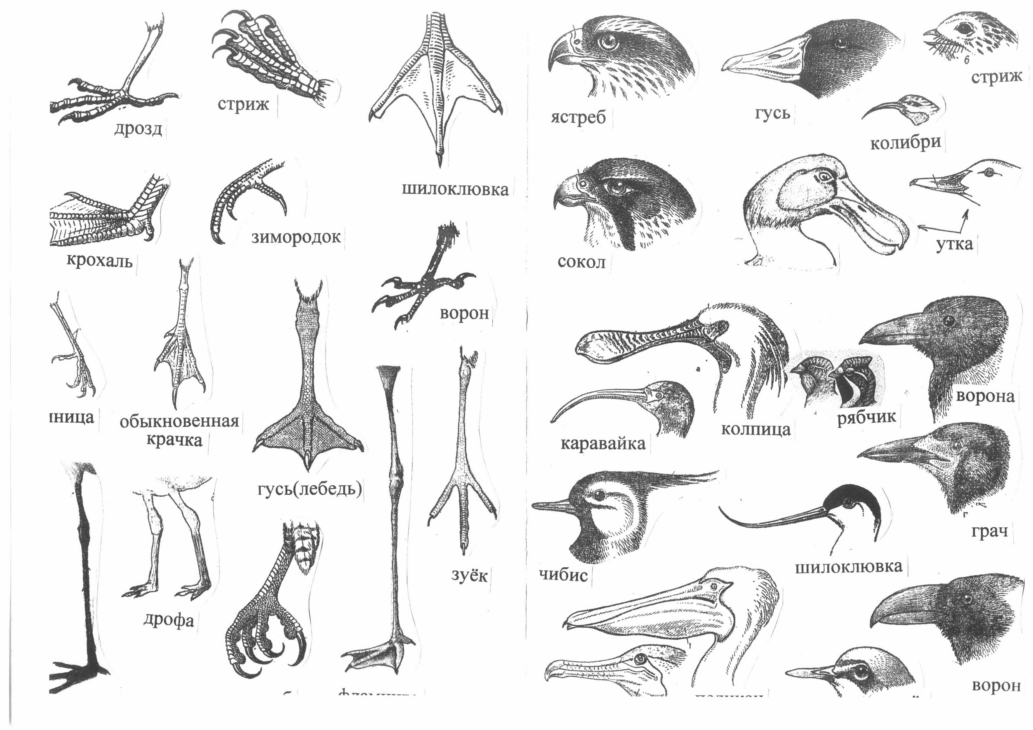 Форма и строение клюва птиц. Разнообразие клювов и лап птиц. Строение клюва водоплавающих птиц. Типы клювов. Формы клюва у птиц.