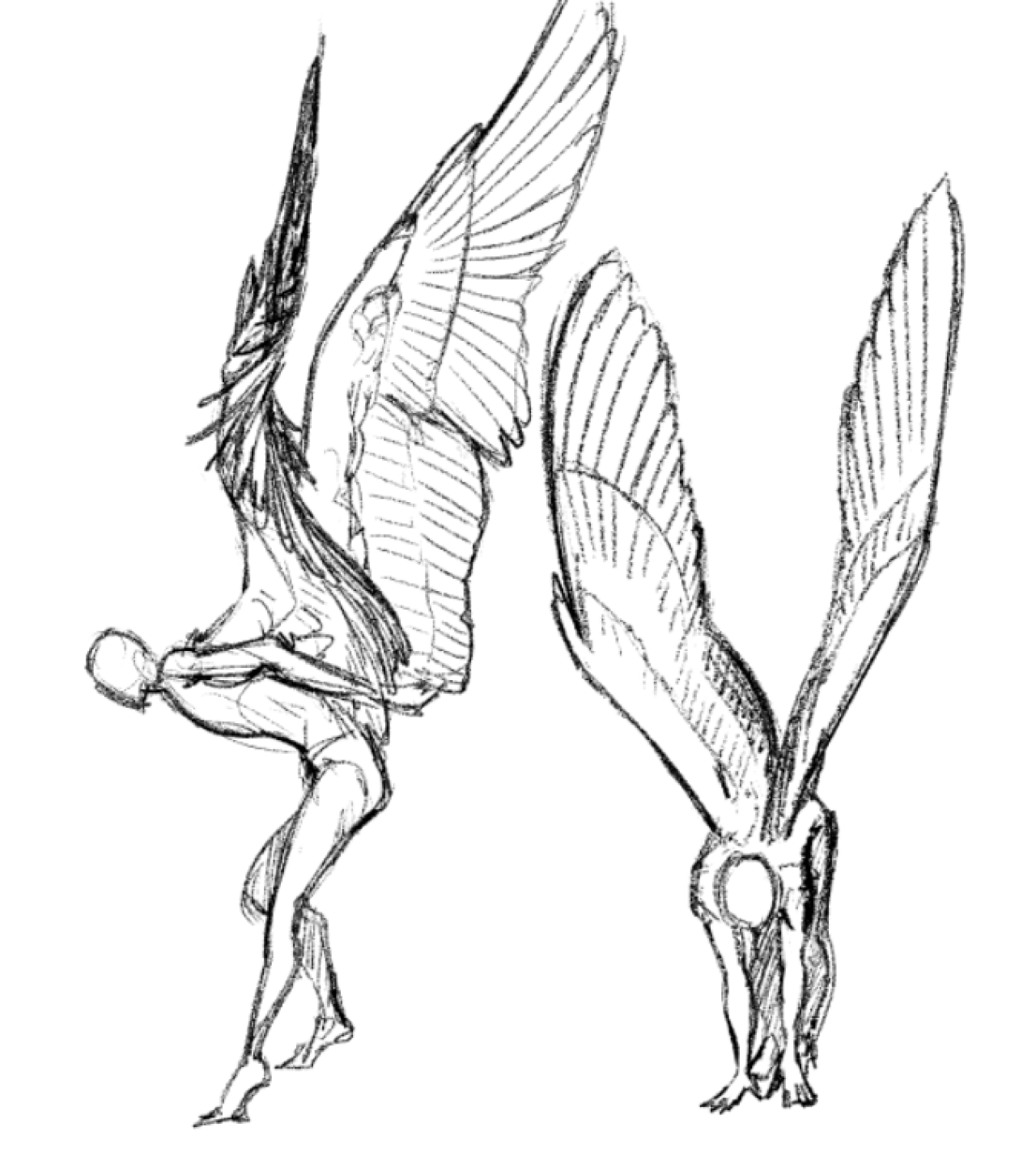 Звуки птицы тутор. Анатомия гарпии. Анатомия крыльев для рисования. Анатомия птиц для рисования. Крылья скетч.