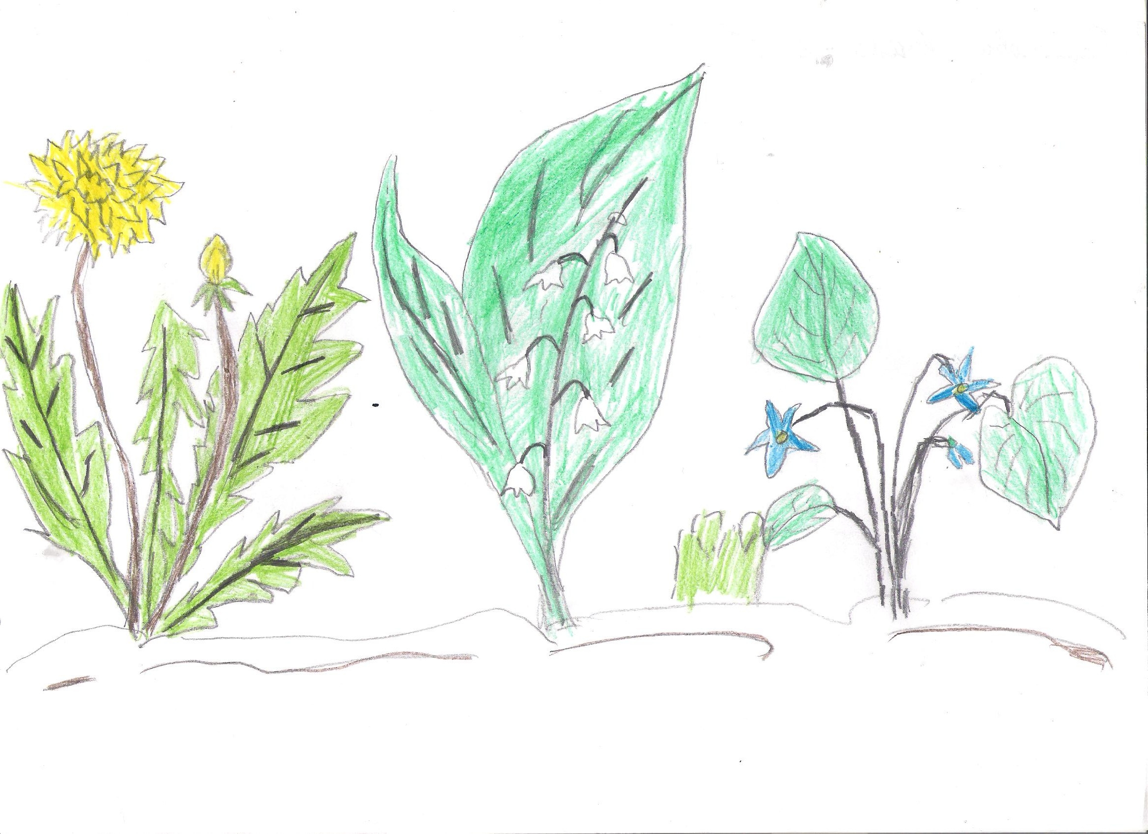 Первоцвет карандашом. Рисование первоцветы. Растения рисунок. Рисунок на тему весенние цветы. Первоцветы рисунок.
