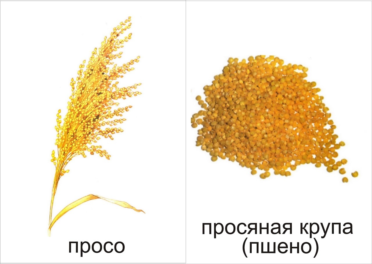 Злаки картинка