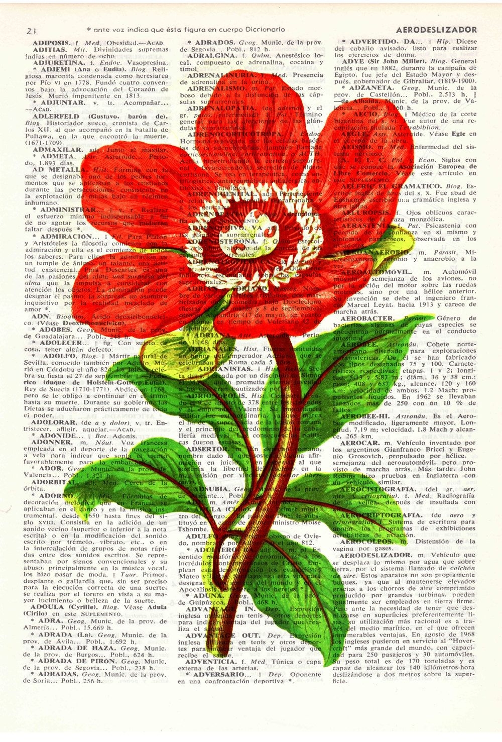 Редкая красота: цветы из Красной книги