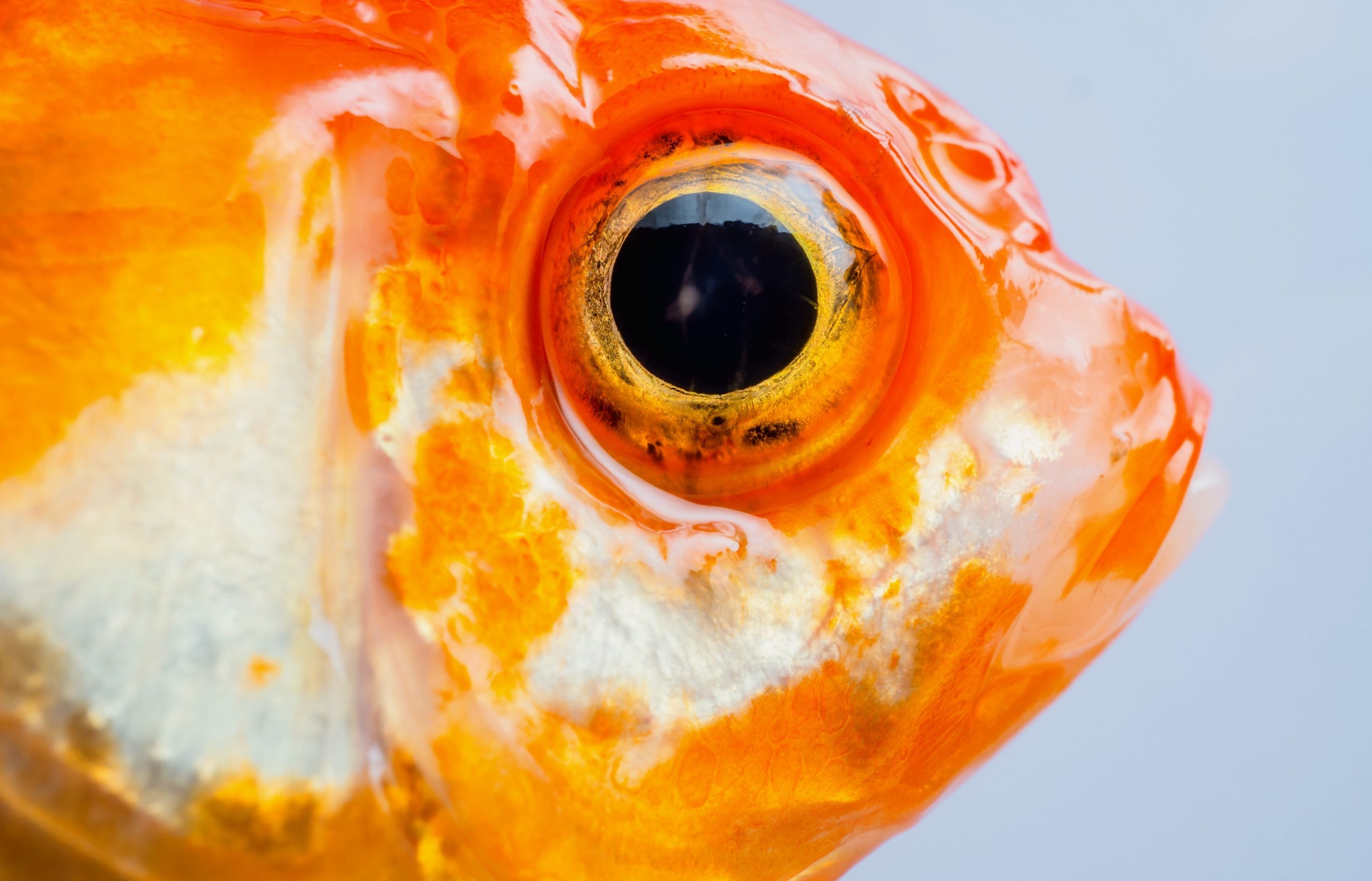 Ем глаза рыбы. Глаз рыбы. Рыбий глаз. Рыбьи глазки. Рыбий глаз рыба.