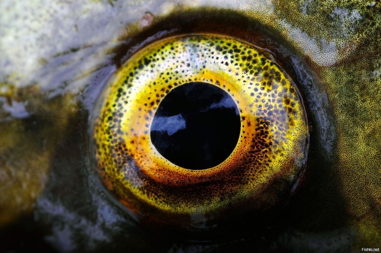 Глазки рыбок. Глаз рыбы. Рыбий глаз. Глаза щуки. Щучий глаз.