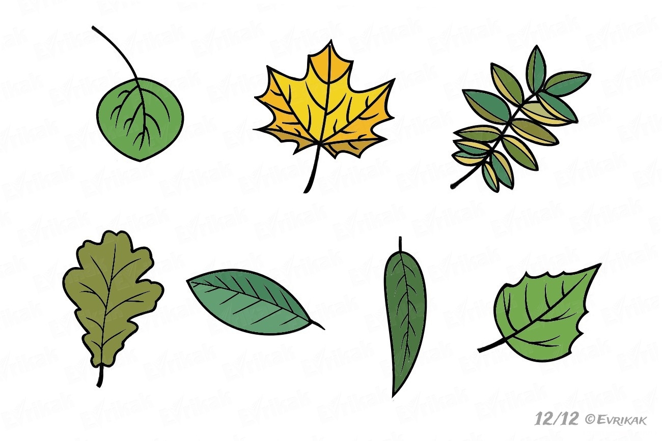 Названия деревьев и их листья. Картинки. Раскраски.